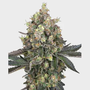 Sweet Berry Breeze Feminized 3 Seeds + 1 for free