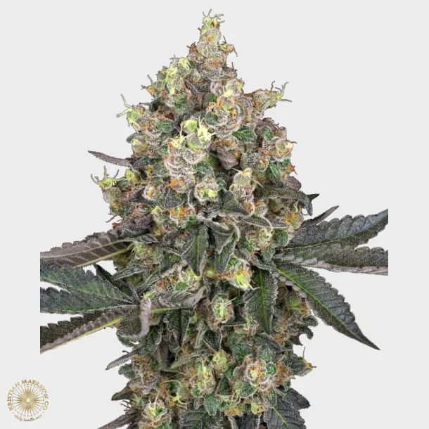 Sweet Berry Breeze Feminized 3 Seeds + 1 for free