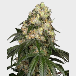 White Biscotti OG XXL Feminized 3 Seeds 1 for free