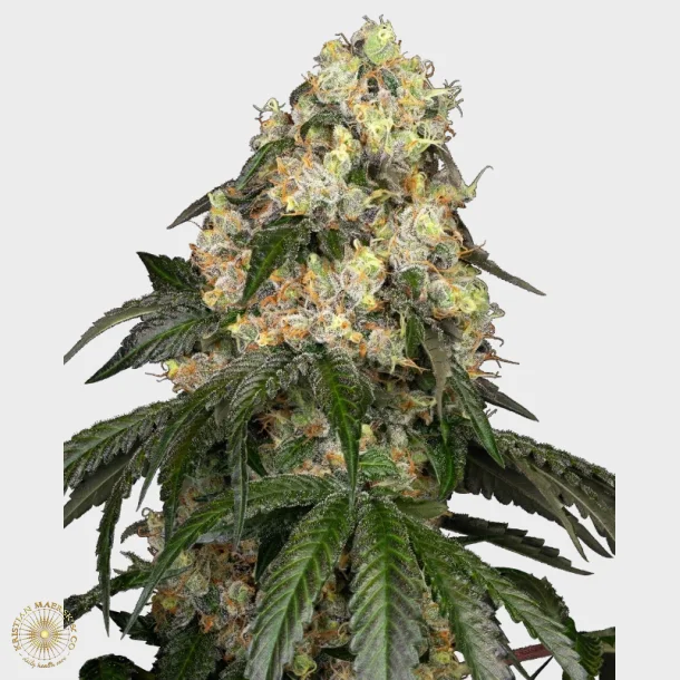 White Biscotti OG XXL Feminized 3 Seeds 1 for free