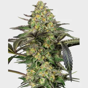 Grapevine Candy Feminized 3 Seeds + 1 for free
