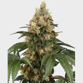 Chocolate Rainbow XXL Feminized 3 Seeds + 1 for free