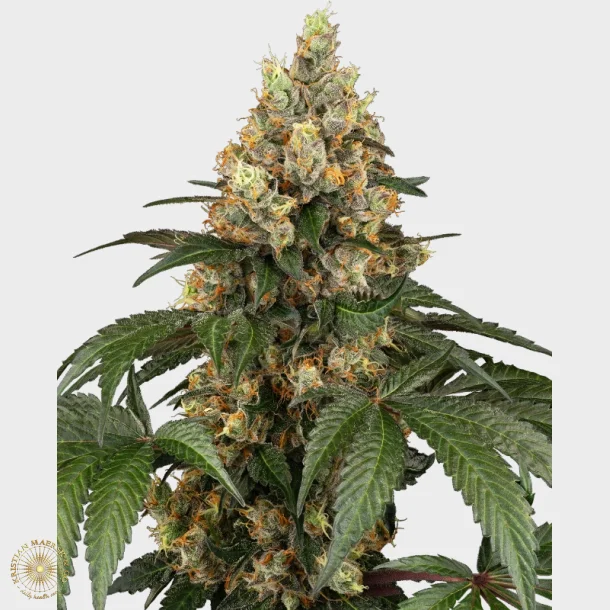 Chocolate Rainbow XXL Feminized 3 Seeds + 1 for free