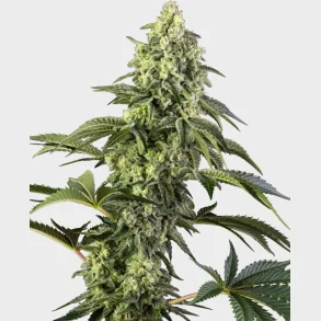 Cosmic Kiss Feminized 3 Seeds + 1 for free