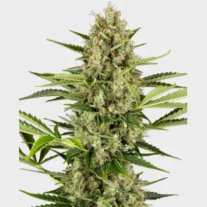 Jack Herer Automatic 3 Seeds + 1 for free