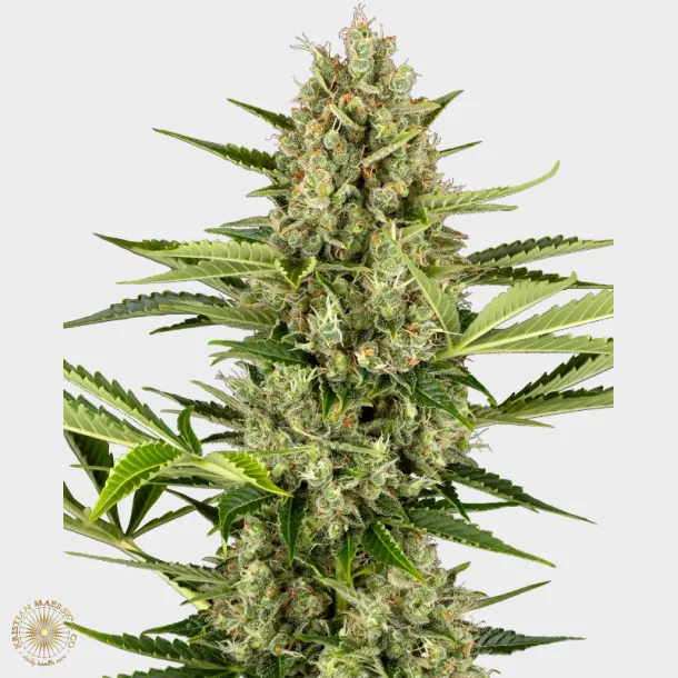 Jack Herer Automatic 3 Seeds + 1 for free