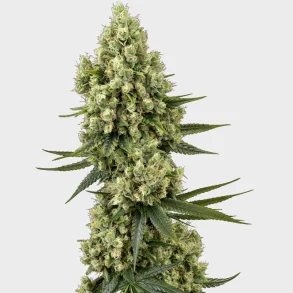 Silver Fire Feminized 3 Seeds + 1 for free