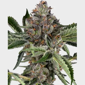 Papaya Jealousy Feminized 3 Seeds + 1 for free