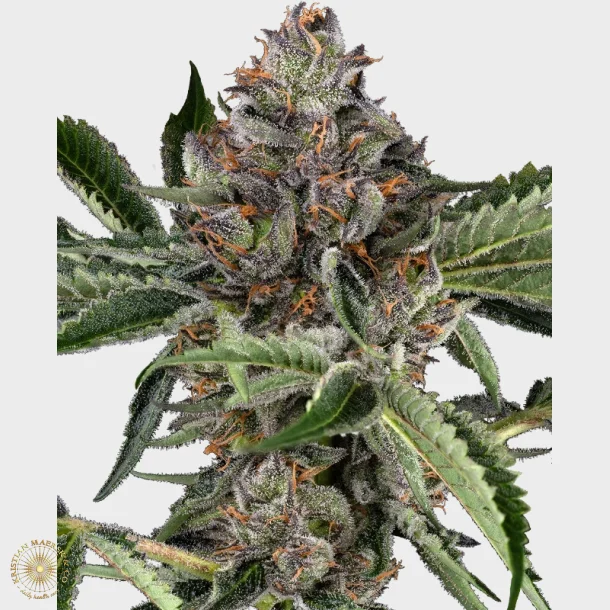 Papaya Jealousy Feminized 3 Seeds + 1 for free