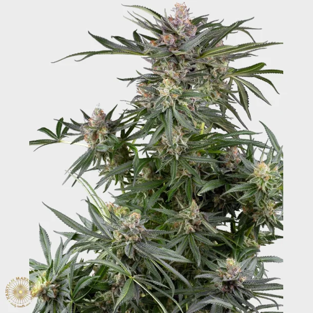 Dosimosa Feminized 3 Seeds + 1 for free