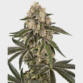 Sunset Peach Feminized 3 Seeds + 1 for free