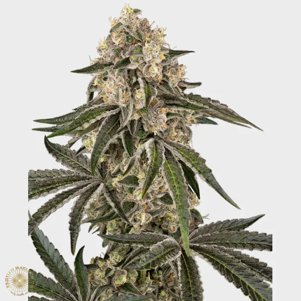 Sunset Peach Feminized 3 Seeds + 1 for free