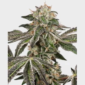 Runtz Automatic 3 Seeds by + 1 for free