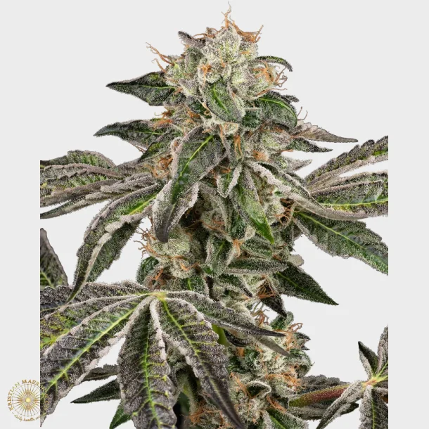 Runtz Automatic 3 Seeds by + 1 for free