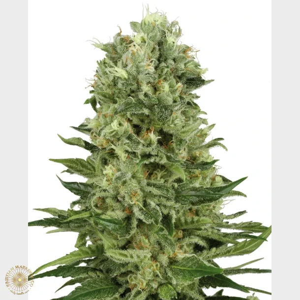 Skunk #1 Automatic 3 Seeds + 1 for free