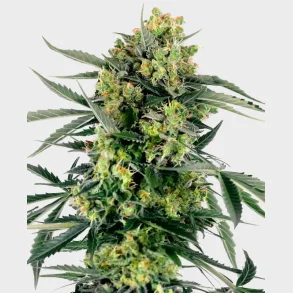 Blueberry Candiez Automatic 3 Seeds + 1 for free