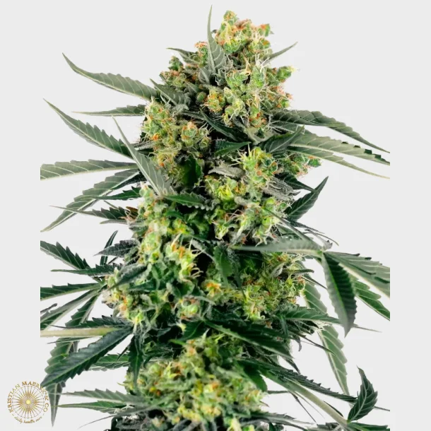 Blueberry Candiez Automatic 3 Seeds + 1 for free