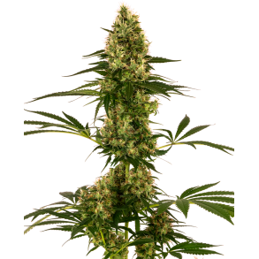 Blue Bullet Auto fem - 1 seed