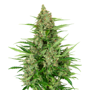 Double Kush Cake Autoflower 1 Seeds 