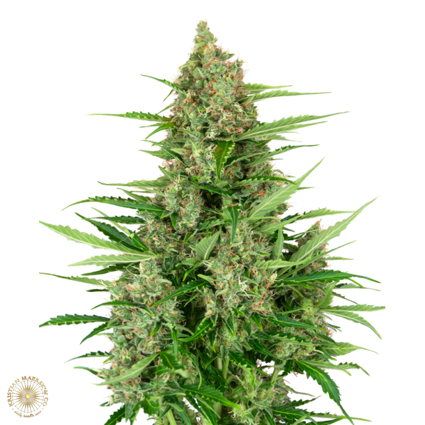 Double Kush Cake Autoflower 1 Samen