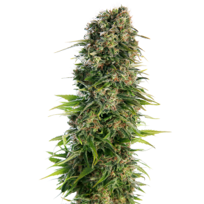 Hindu Kush Automatic 5 Fem