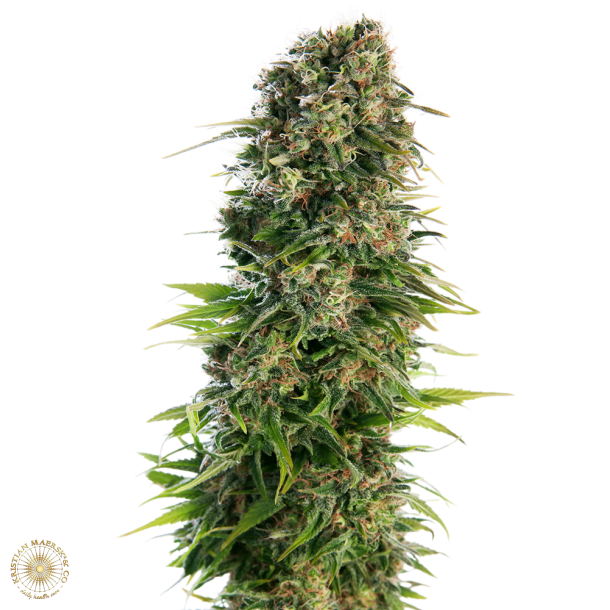 Hindu Kush Automatic 5 Fem