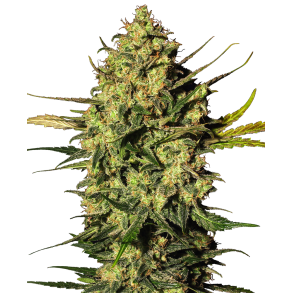 Master Kush Autoflower 5 Fem WL (5 seeds) 