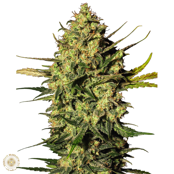 Master Kush Autoblomst 5 Fem WL (5 seeds) 