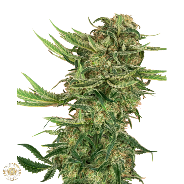 N13 Kush feminiserede fr 1 fr