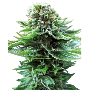 Northern Lights Autoflower 5 Fem WL (5 seeds)