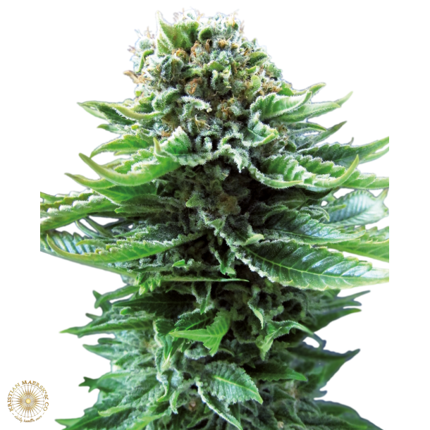 Northern Lights Autoblomst 5 Fem WL (5 seeds)