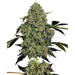 O.G. Kush autoblomst 5 Feminised Seed (5 seeds) 
