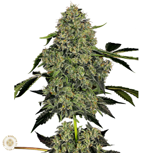 O.G. Kush autoblomst 5 Feminised Seed (5 seeds) 