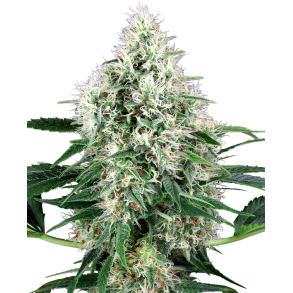 Pure Power Plant Autoflower 5 Fem (5 seeds) 