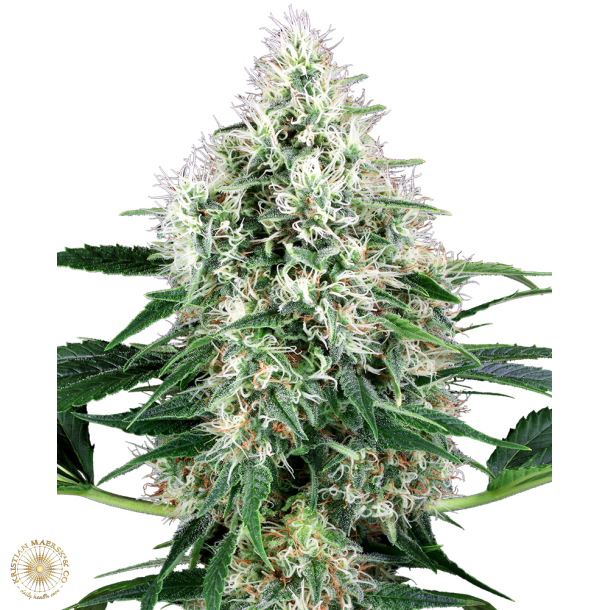 Pure Power Plant Autoblomst 5 Fem (5 seeds) 