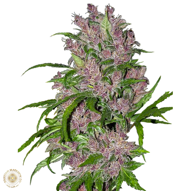 Purple Bud Autoblomst 5 Fem (5 seeds) 