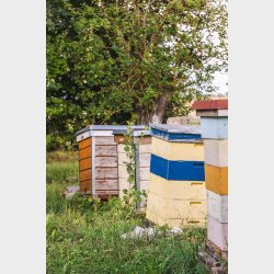 Pure Raw Honey 1 kg, Gold Medal Winner