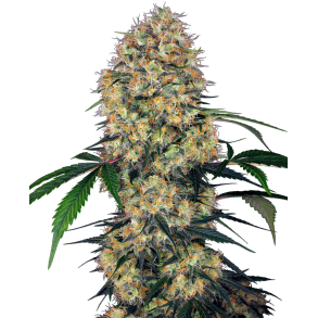 Amnesia XXL Auto -5 seeds SSR