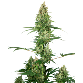 Silver Fire Feminized Seeds 1 fr