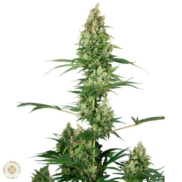 Silver Fire Feminized Seeds 1 fr