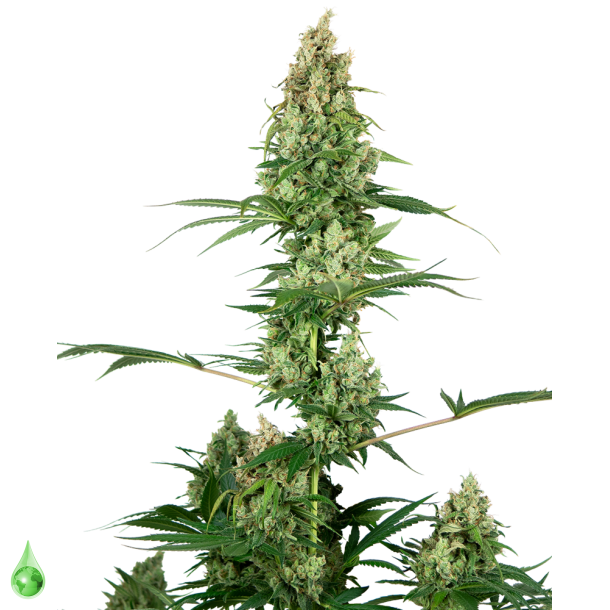 Silver Fire Feminized Seeds 1 seed