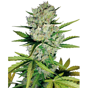 Skunk Autoflower  5 Feminised Seeds WL (5 seeds) 