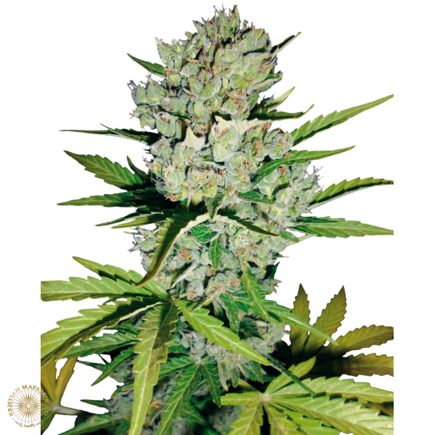 Skunk  Autoblomst  5 Feminised Seeds WL (5 seeds) 