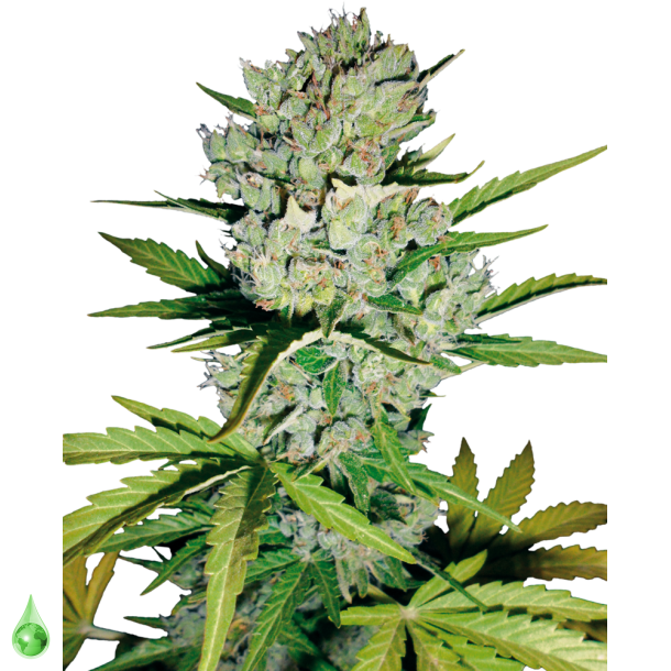 Skunk Autoflower 5 feminisierte Samen WL (5 Samen)