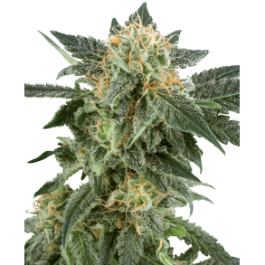 Snow Ryder auto 5 feminiserade frn WL (5 frn)