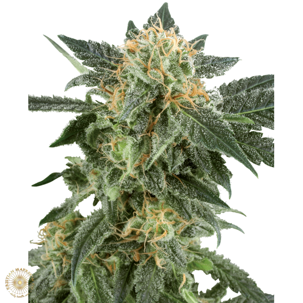 Snow Ryder auto   5 Feminised Seeds WL (5 seeds)