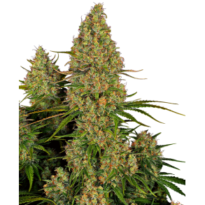 Sticky Orange XXl Auto -5 seeds SSR