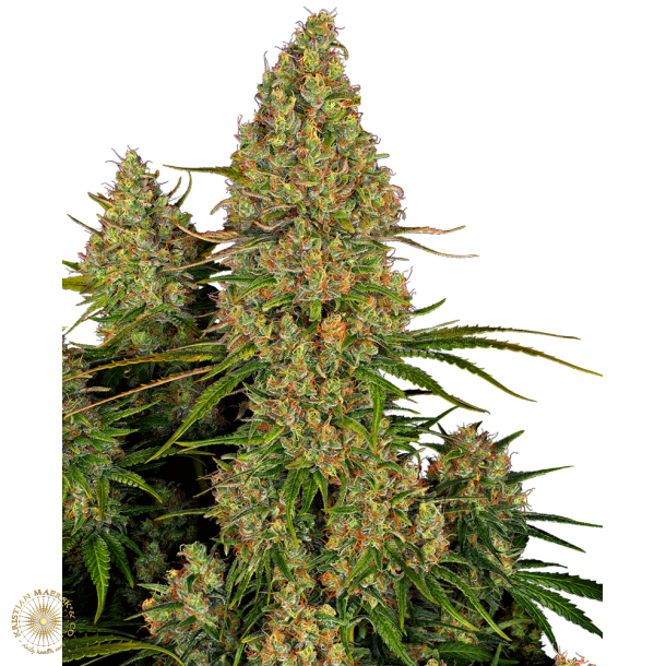 Sticky Orange XXl Auto -5 seeds SSR