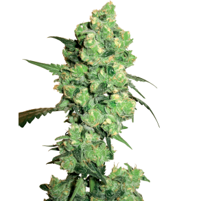 Super Skunk Autoflower 5 Feminised Seeds (5 seeds)