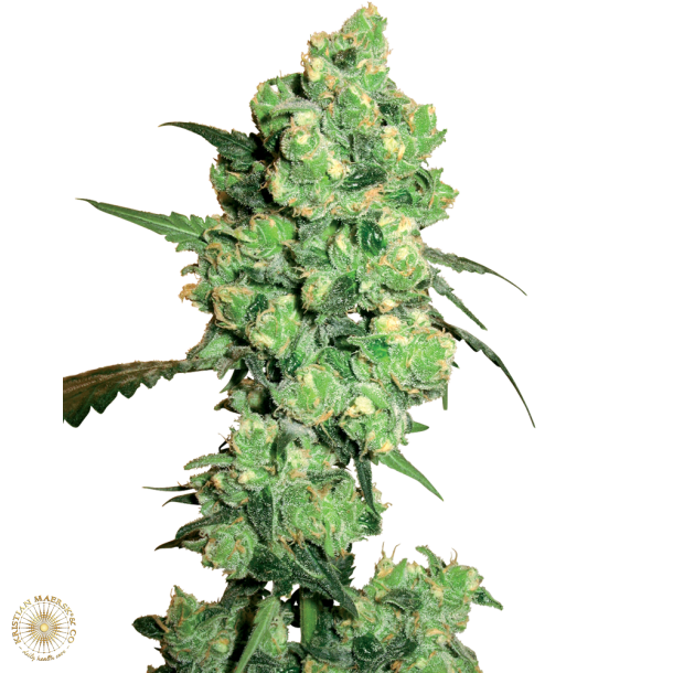 Super Skunk Autoblomst 5 Feminised Seeds (5 seeds)